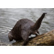 Otter scenting