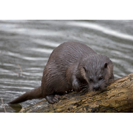 Otter scenting log