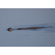 Otter swimming
