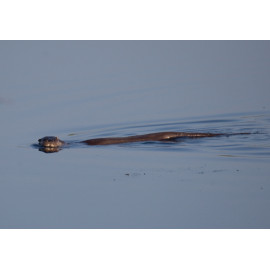 Otter swimming