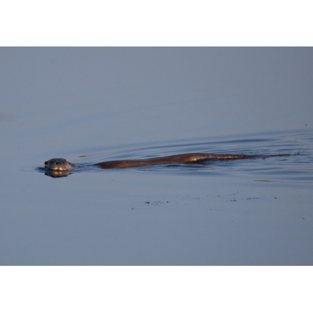 Otter swimming