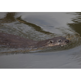 Otter swimming parallel