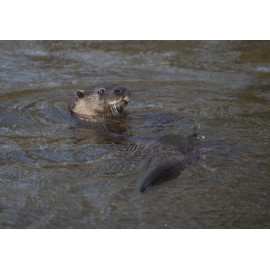 Otter swimming on back