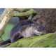 Otter with tongue sticking out