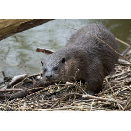 Otter under branch