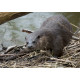 Otter under branch