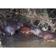 Otters eating chicken