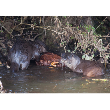 Otters eating chicken