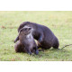 Otters playing