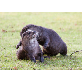 Otters playing
