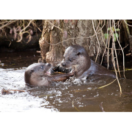Otters playing in water