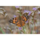 Painted Lady Blakeney