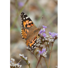 Painted Lady Blakeney 1