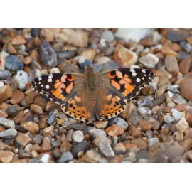 Painted Lady on the ground