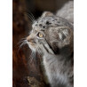 Pallas's Cat Head