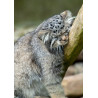 Pallas's  Cat Adult