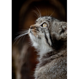 Pallas's  Cat