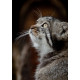 Pallas's  Cat