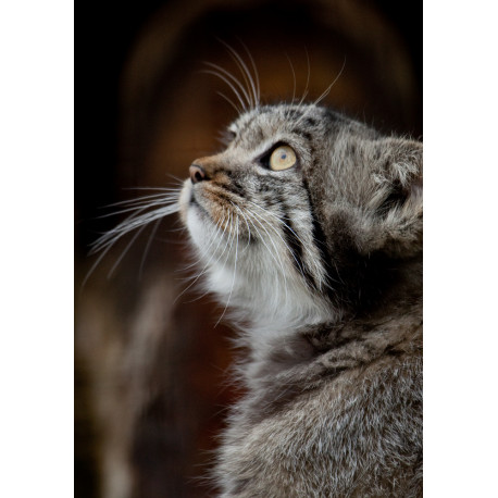 Pallas's  Cat
