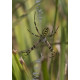 Wasp Spider