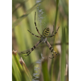 Wasp Spider