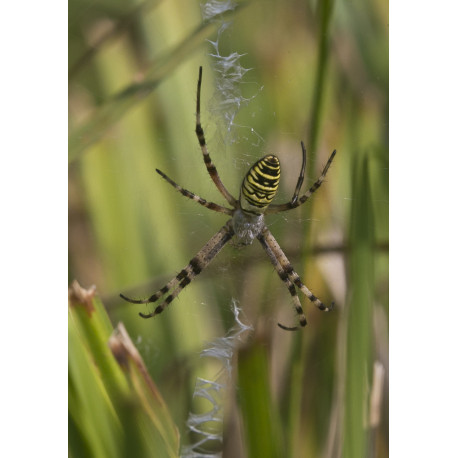 Wasp Spider