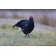 Black Grouse Wales