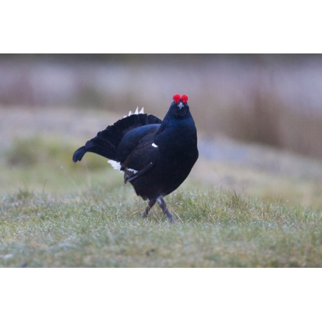 Black Grouse Wales