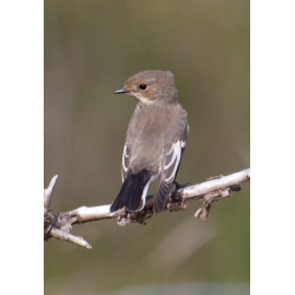 Pied Flycatcher Blakeney Point 6