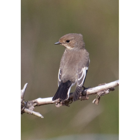 Pied Flycatcher Blakeney Point 6