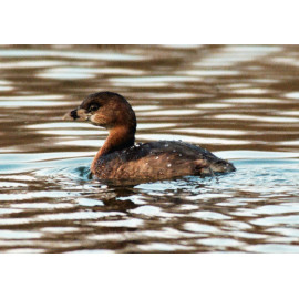 Pied Billed Grebe South Norwood