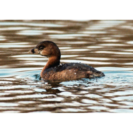 Pied Billed Grebe South Norwood