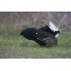 Black Grouse Wales 1