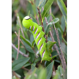 Privet Hawk Moth Caterpillar