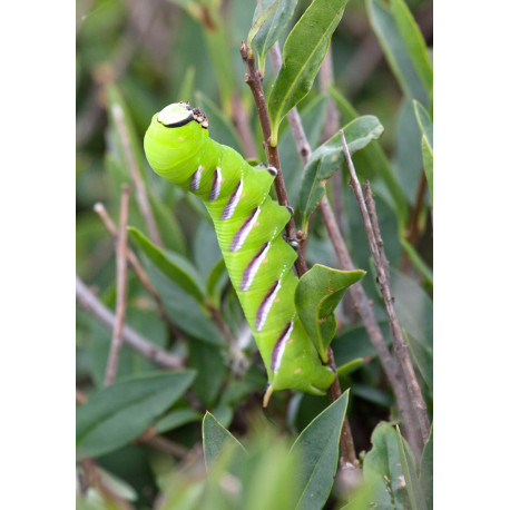 Privet Hawk Moth Caterpillar