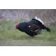 Black Grouse Wales 2