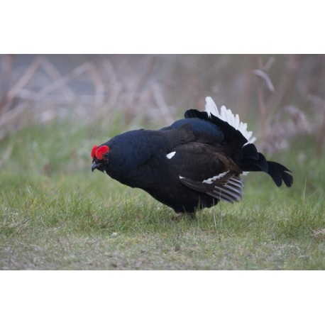 Black Grouse Wales 2