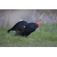 Black Grouse Wales 3