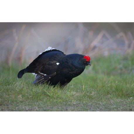 Black Grouse Wales 3