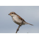 Red Backed Shrike Sussex 6