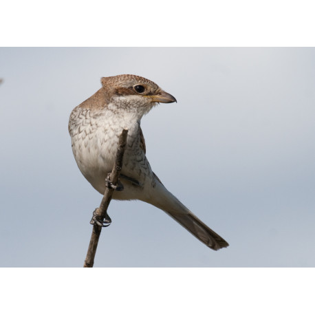Red Backed Shrike Sussex 7