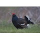 Black Grouse Wales 4