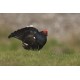 Black Grouse Wales 5