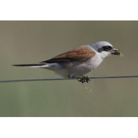 Red Backed Shrike Winterton with insect