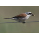 Red Backed Shrike Winterton with insect