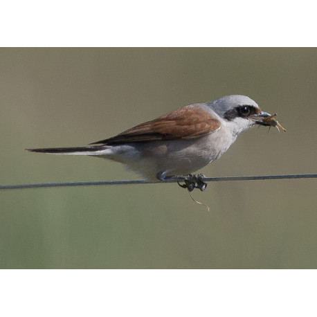 Red Backed Shrike Winterton with insect