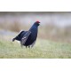 Black Grouse Wales 6
