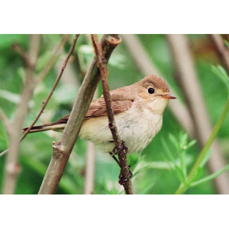 Red Breasted Flycatcher Landgard 2