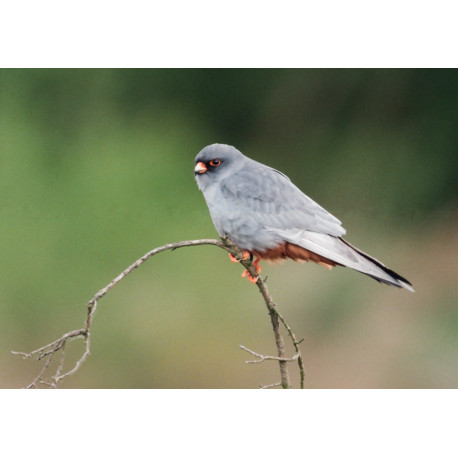 Red Footed Falcon Branch 2