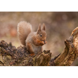 Red Squirrel Cairngorm 2